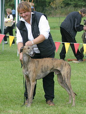 Perro de caza llamado Greyhound en inglés
